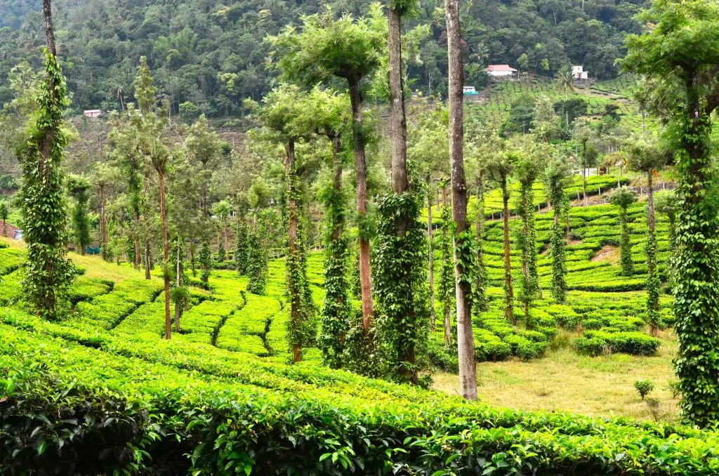 Tea Plantation Thekkady